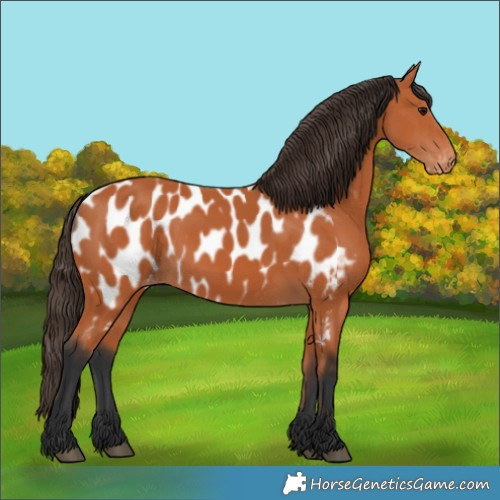 Horse Color:Bay Appaloosa 
