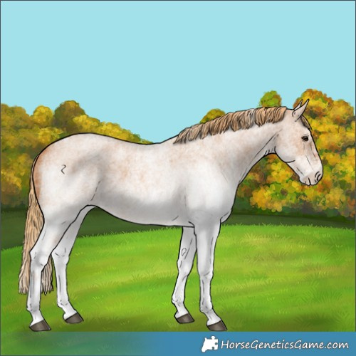 Horse Color:White Spotted Red Roan 