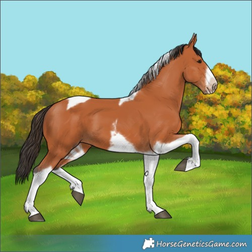 Horse Color:Bay Tobiano Frame 
