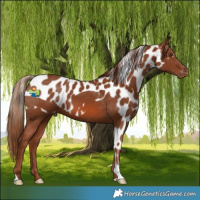 Horse Color:Chestnut Skewed Appaloosa