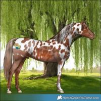 Horse Color:Chestnut Skewed Appaloosa