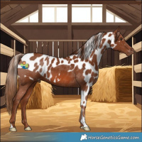 Horse Color:Chestnut Skewed LP Spotted 