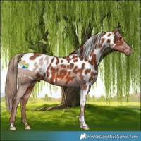 Horse Color:Chestnut Skewed Appaloosa 