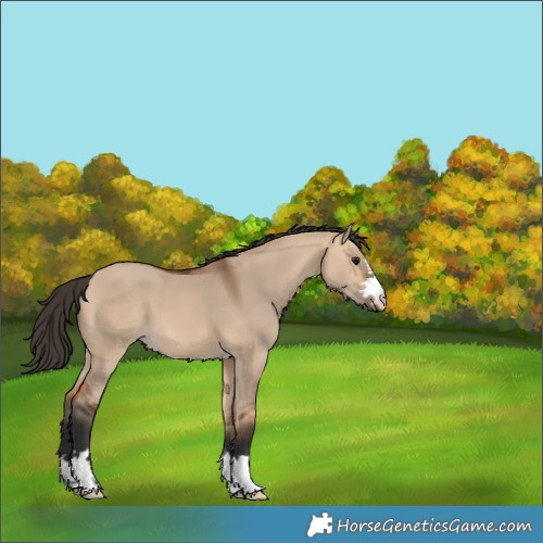 Horse Color:Bay Dun 