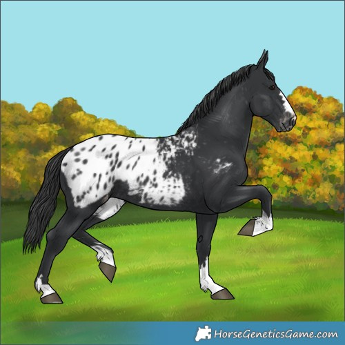 Horse Color:Black Blanket Rabicano 