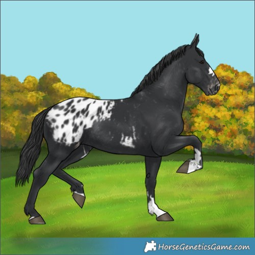 Horse Color:Black Blanket Rabicano 