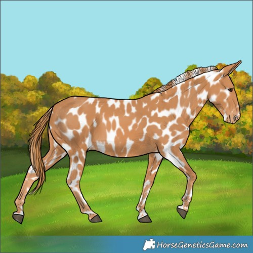 Horse Color:Chestnut Leopard