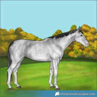 Horse Color:White Spotted Blue Roan 