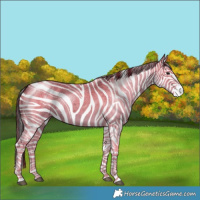 Horse Color:White Spotted Blue Roan 