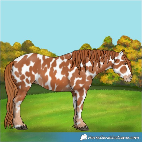 Horse Color:Chestnut Appaloosa 