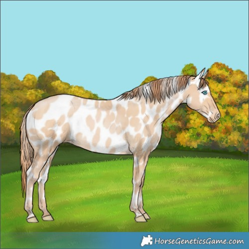 Horse Color:Buckskin Pearl Appaloosa 
