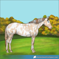 Horse Color:Buckskin Pearl Near Leopard