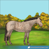 Horse Color:Bay Dun  and Amber Champagne Dun 