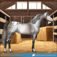 Horse Color:Gray Bay Skewed LP Spotted 