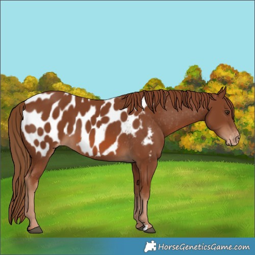 Horse Color:Chestnut Appaloosa 