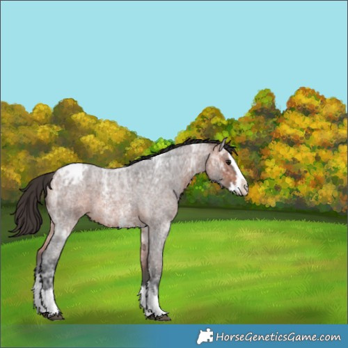Horse Color:Bay Ice Roan Sabino Splash Appaloosa 