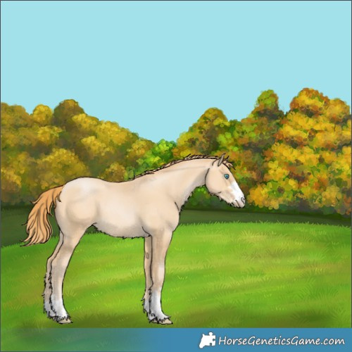Horse Color:Buckskin Pearl 