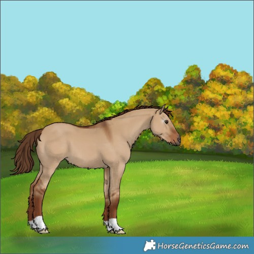 Horse Color:Gray Red Dun 