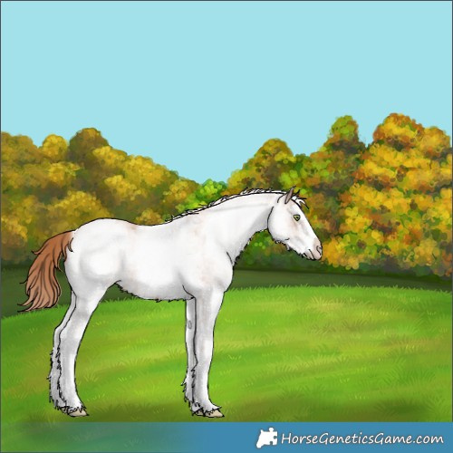 Horse Color:White Spotted Gold Champagne Rabicano 
