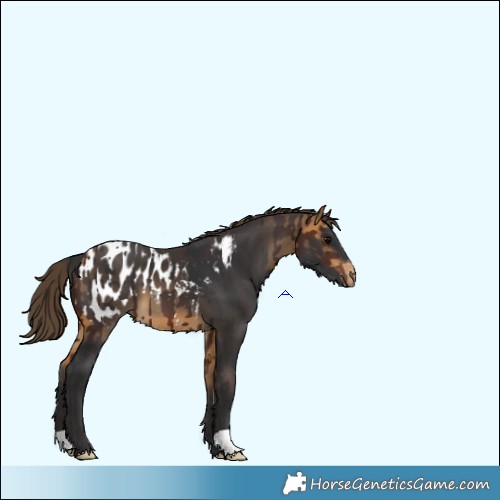 Horse Color:Brown  and Buckskin Appaloosa 