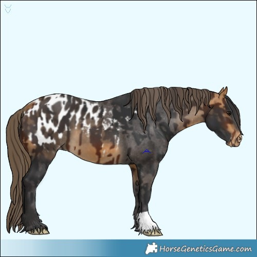 Horse Color:Brown  and Buckskin Appaloosa 