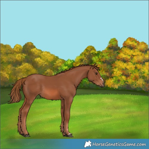 Horse Color:Chestnut Rabicano 