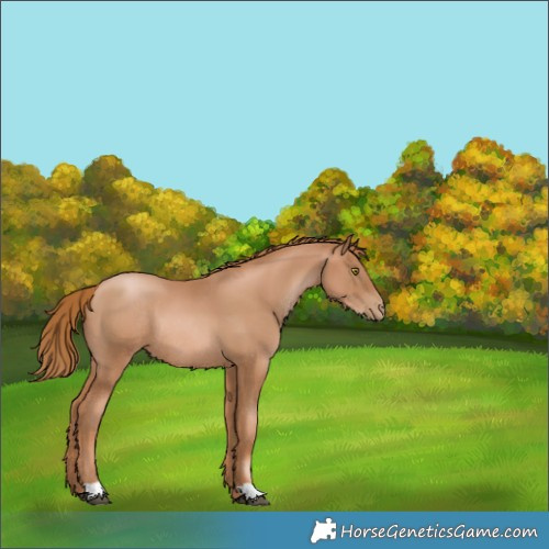 Horse Color:Chestnut Pearl Rabicano 