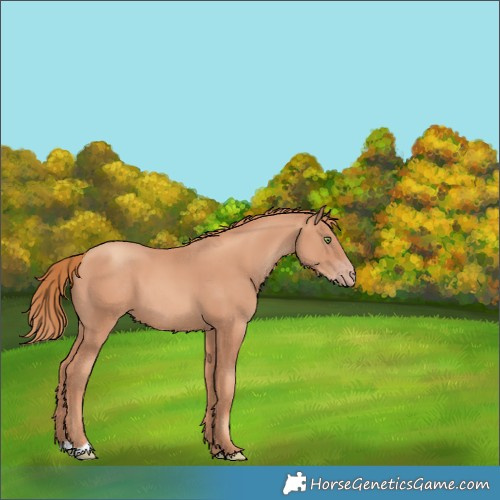 Horse Color:Gold Champagne 