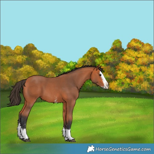 Horse Color:Bay Sabino Splash 