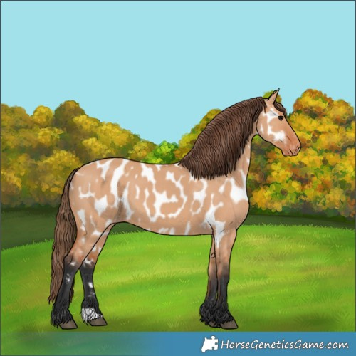 Horse Color:Bay Dun Appaloosa 