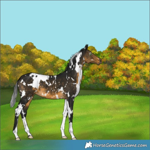 Horse Color:Gray White Spotted Buckskin