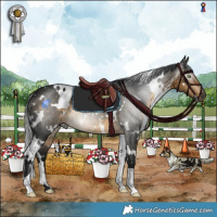 Horse Color:Gray White Spotted Buckskin 