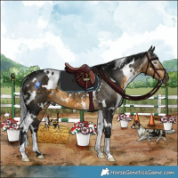 Horse Color:Gray White Spotted Buckskin