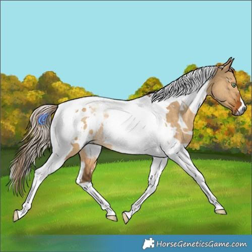 Horse Color:Gray White Spotted Chocolate Palomino Dun Tobiano Rabicano 