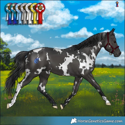 Horse Color:White Spotted Black