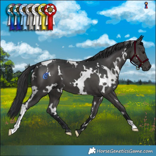 Horse Color:White Spotted Black