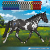 Horse Color:White Spotted Black