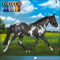 Horse Color:White Spotted Black 