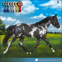 Horse Color:White Spotted Black 