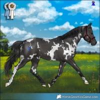 Horse Color:White Spotted Black 