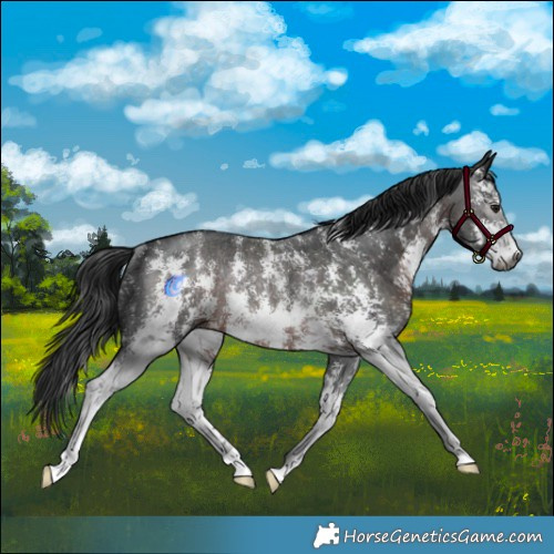 Horse Color:Gray Brown Sabino Rabicano