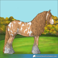 Horse Color:Chestnut Appaloosa