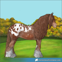 Horse Color:Chestnut Tobiano Blanket