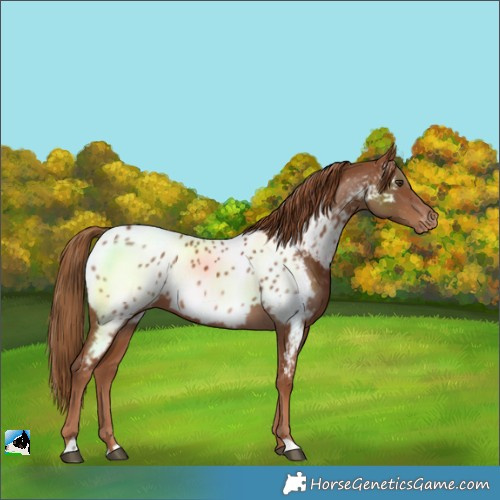 Horse Color:Chestnut Near Leopard