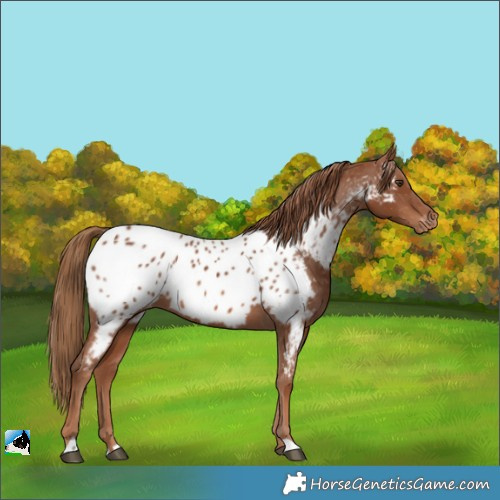 Horse Color:Chestnut Appaloosa