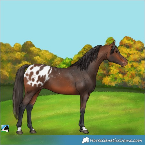 Horse Color:Bay Appaloosa 