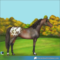 Horse Color:Bay Blanket