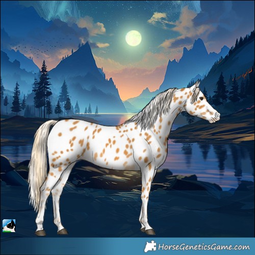 Horse Color:Palomino Appaloosa