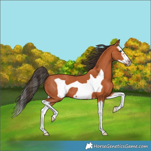Horse Color:Bay Splash Frame 
