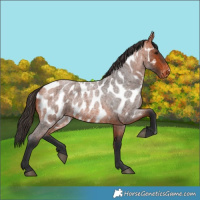 Horse Color:Bay Roan Near Leopard 